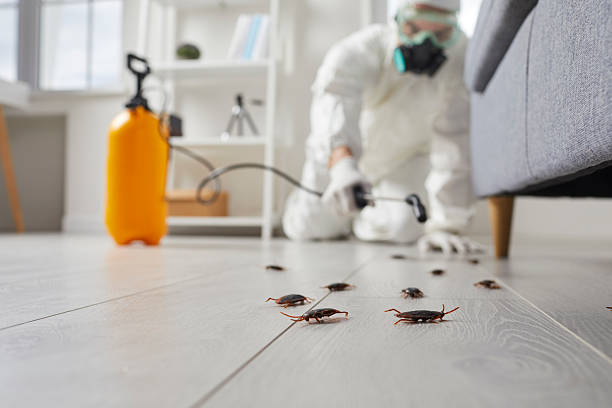 Commercial Rodent Management in Cut Off